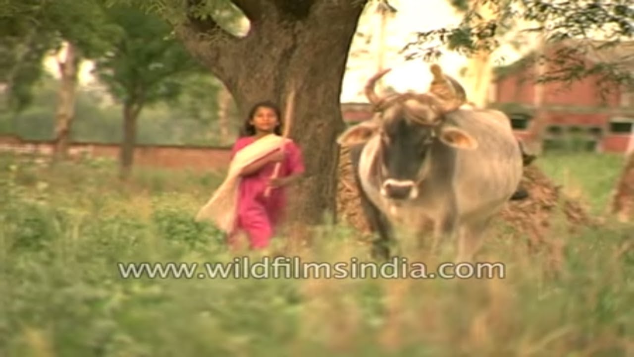 Amroha - Village girl and her cow and other rural vignettes from 1990's Uttar Pradesh, India