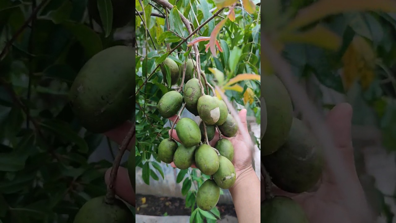 kedondong bangkok #kedondong #pohonbuah