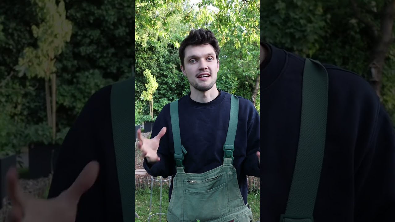 Maracuja Pflanzen in Deutschland 🌱
