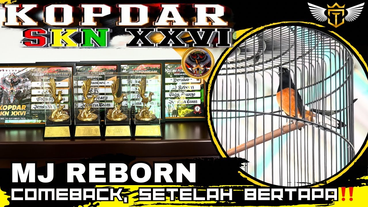 Kembalinya Sang Idola Murai Batu MJ REBORN‼️