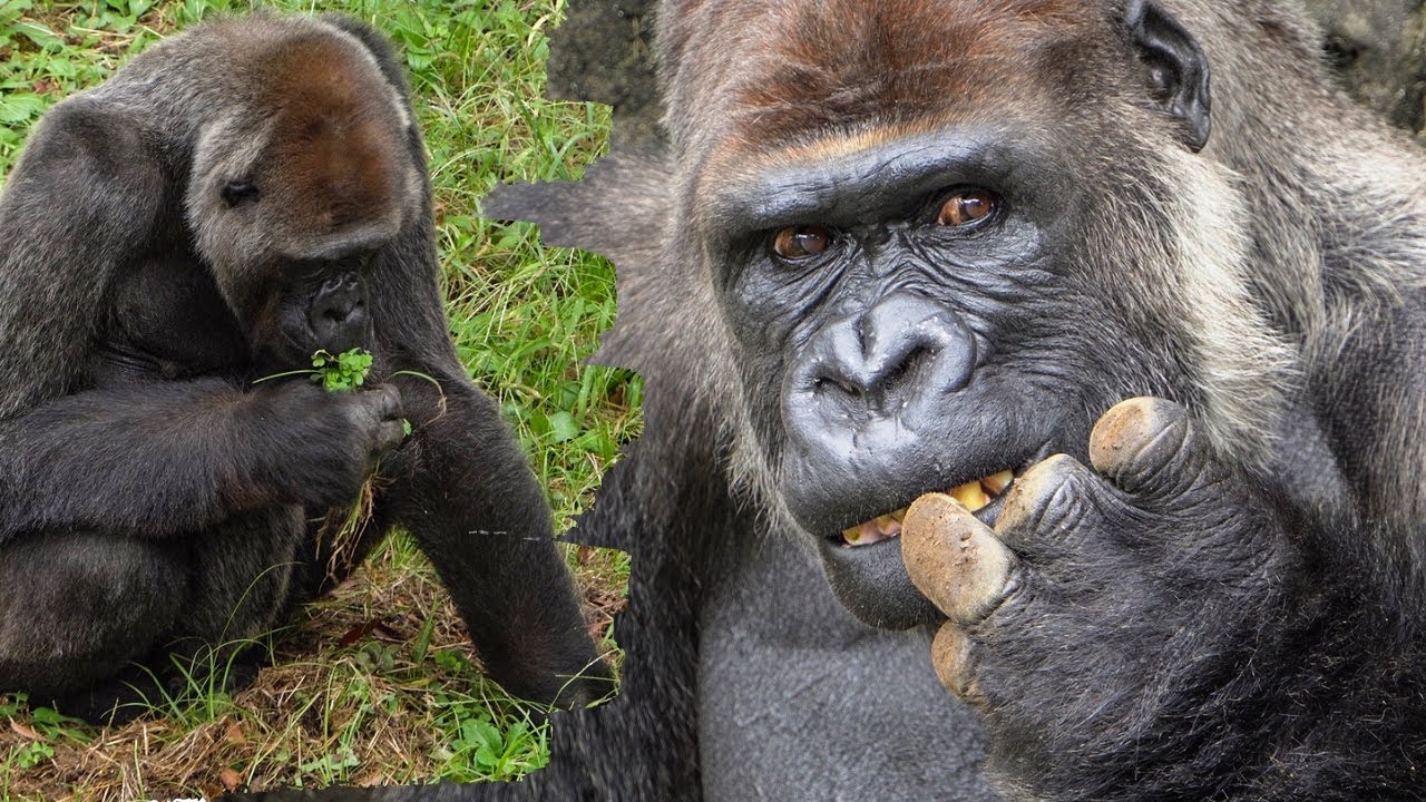 Rola is busy gardening while Monta looks bored. Chiba Zoo Gorilla #1/3
