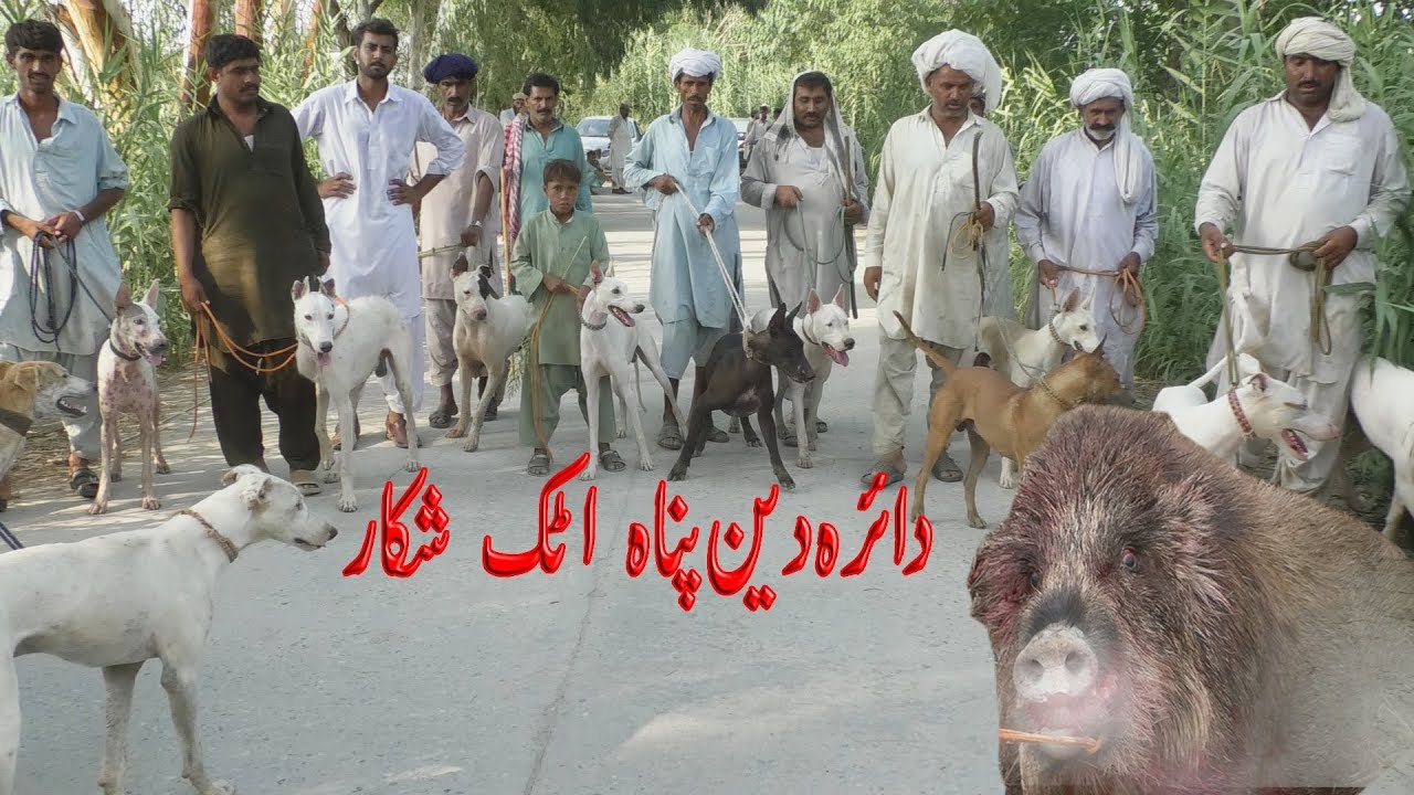 New Attok Shakar between dogs and pigs in Attok Diarha Den Pnah Makhdom Akhtar Muneer  03017887359