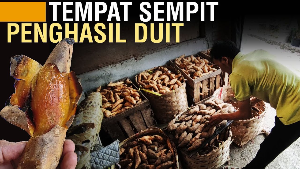 TEMPAT SELUAS 2X3 METER BISA PRODUKSI UBI MADU 1 TON DALAM SEBULAN, ANTI HUTANG!!!