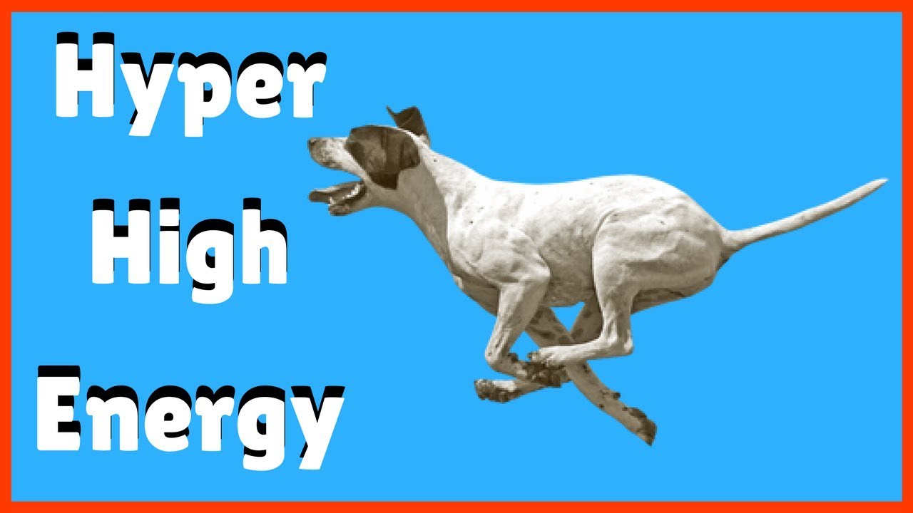 How To Calm My High Energy And Hyperactive Dog