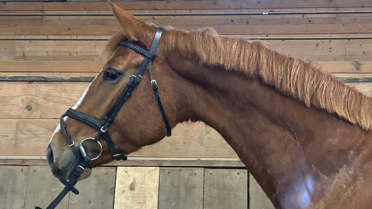 Tigerberry PJ ~ Springpferde Verkauf ~ Jumper Sales Germany