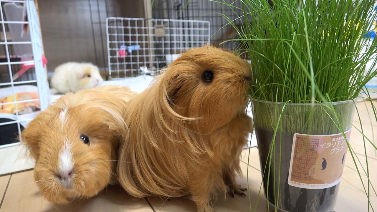 育てた牧草をモルモット11匹に食べて貰います♪