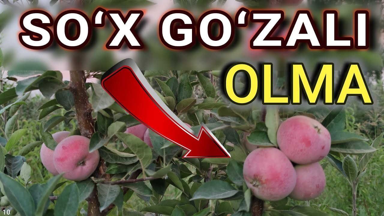Soʻx goʻzali navli OLMA haqida siz bilmagan malumotlar.
