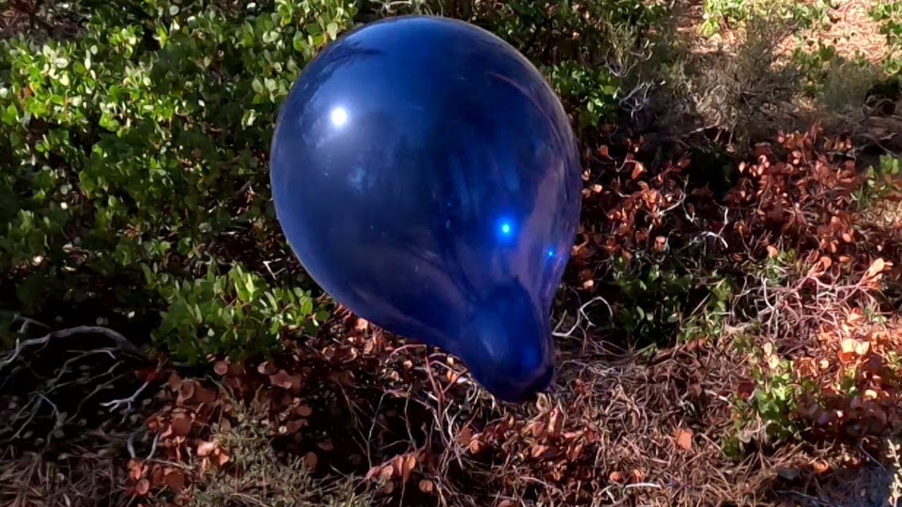 Playing Pop or Keep Game with 9 Navy Blue 18 Inch Balloons, 4K, Forest Balloon Play to Pop 50