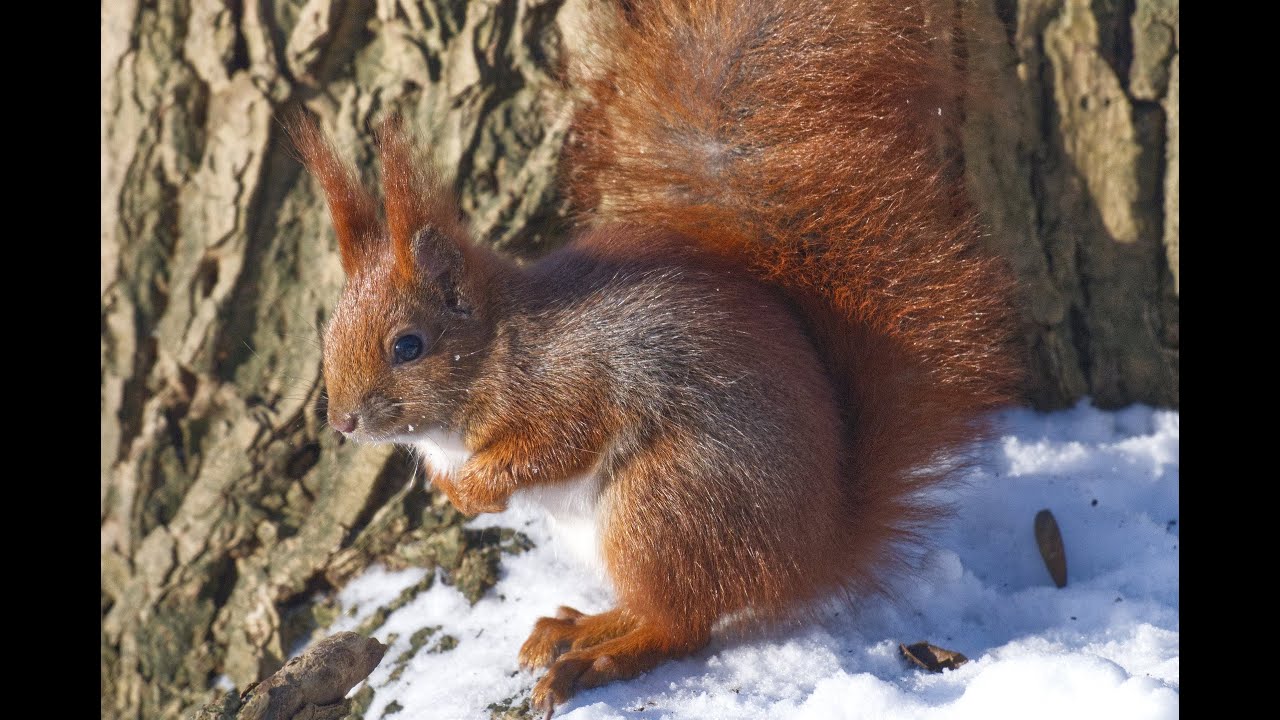 Foraging in the snow. Rådmandshaven.