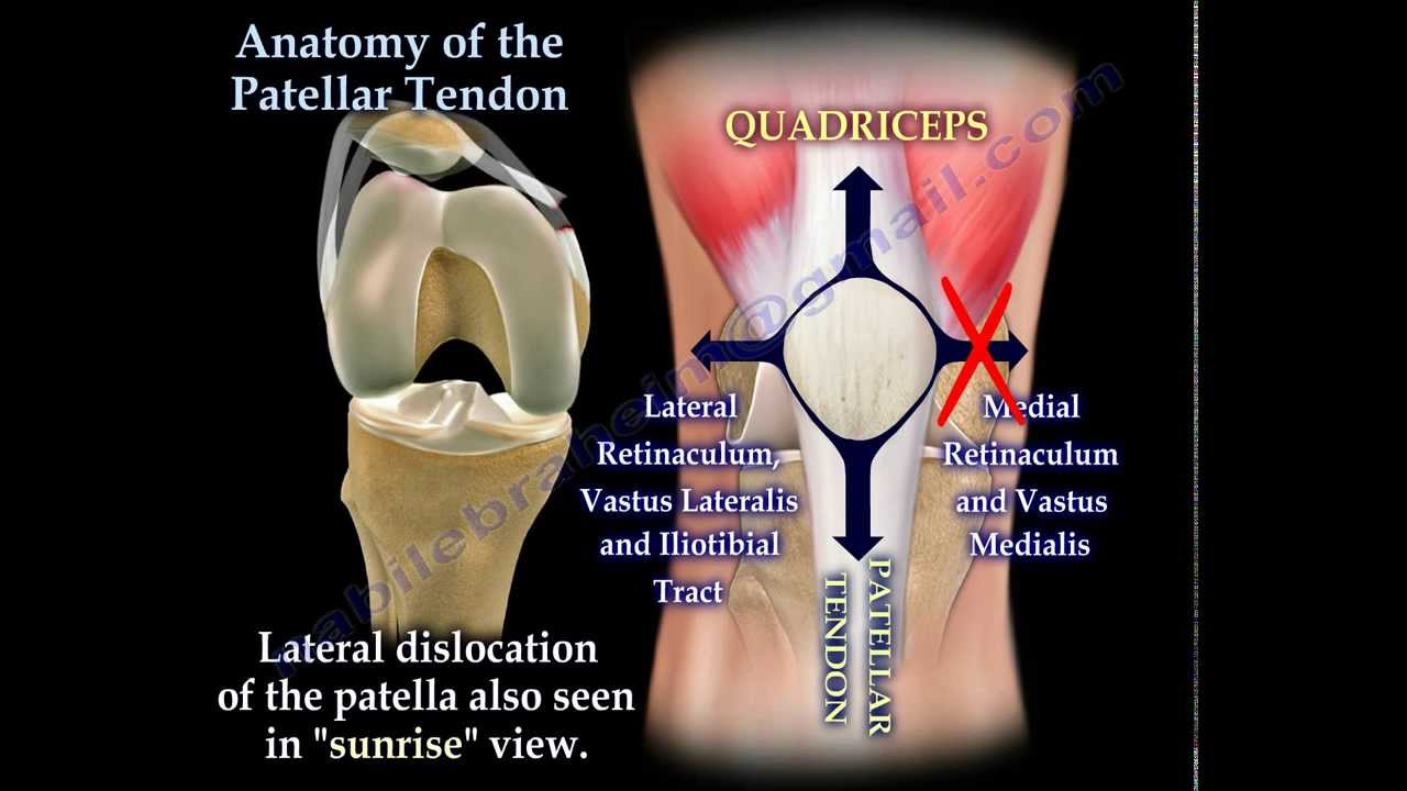 Anatomy Of The Patellar Tendon - Everything You Need To Know - Dr. Nabil Ebraheim