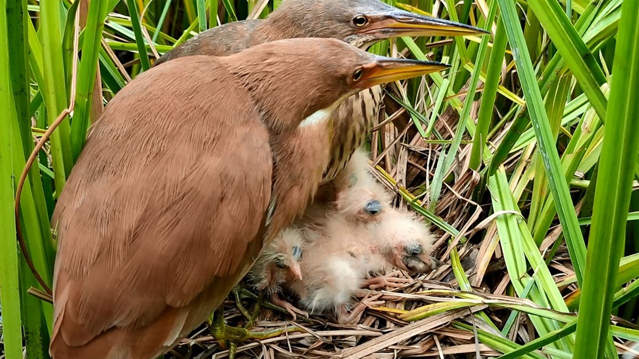 How Parent Birds Feed and Protect Their Babies