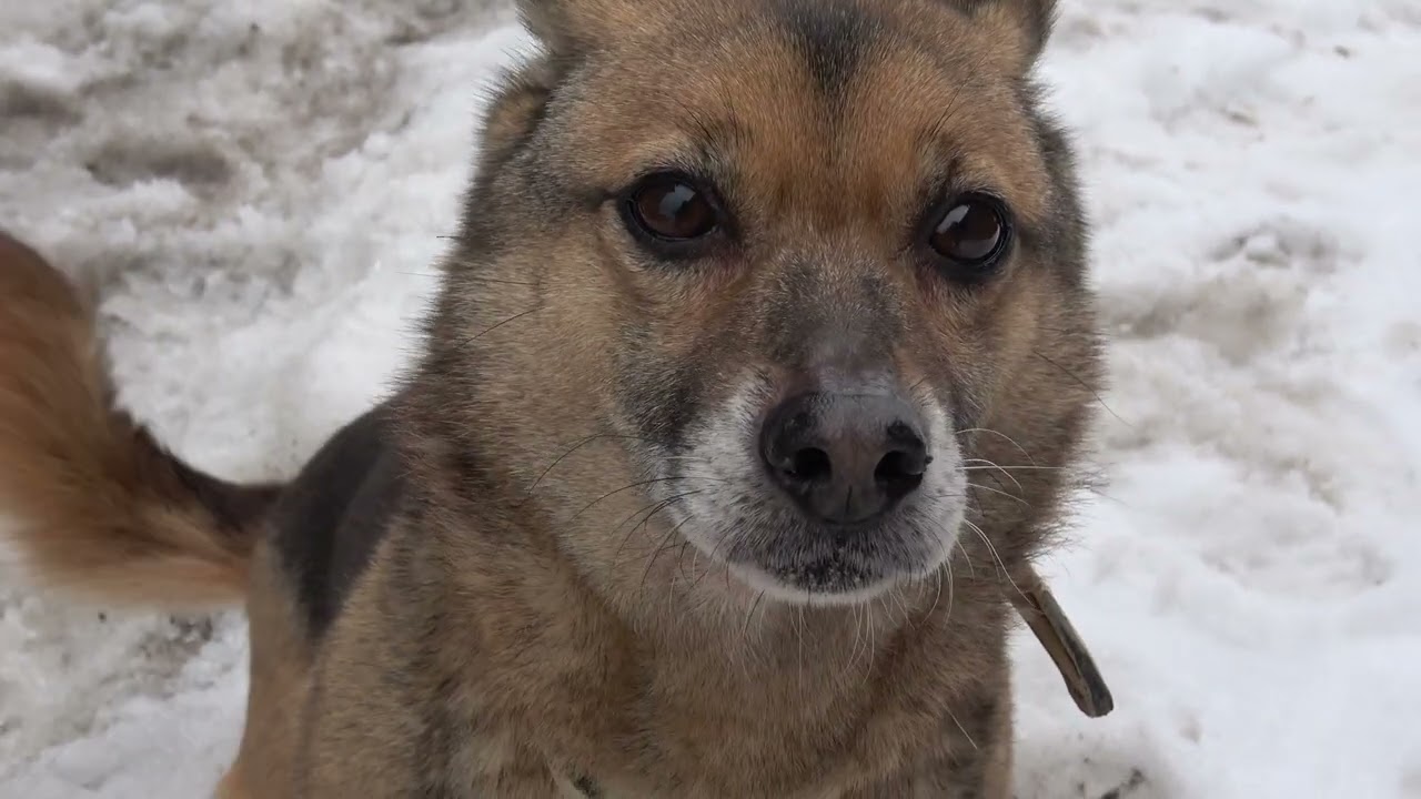 ワンちゃん 遊びに来たー！ お婆さん犬かな？