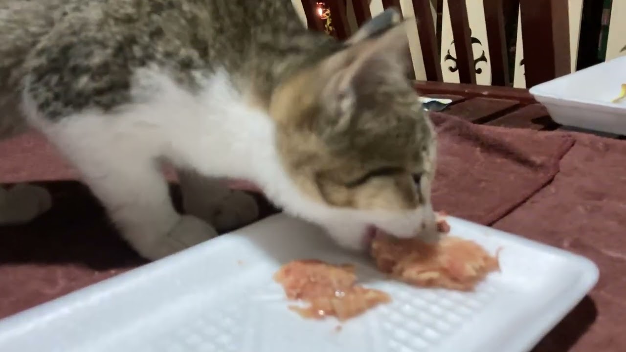 Their Feeding the Cats