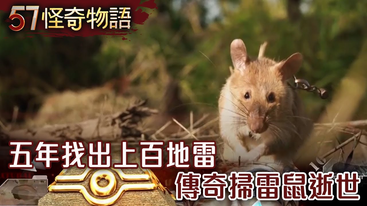 五年找出上百地雷 傳奇掃雷鼠逝世【57怪奇物語】