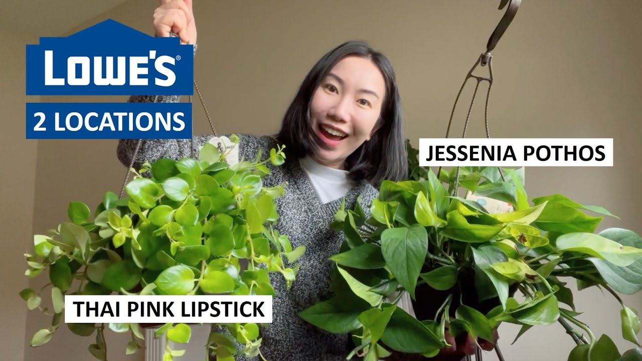 УДИВИТЕЛЬНЫЕ находки для подвесных корзин в Lowe's! Jessenia Potho, Thai Pink Lipstick, Krimson P...