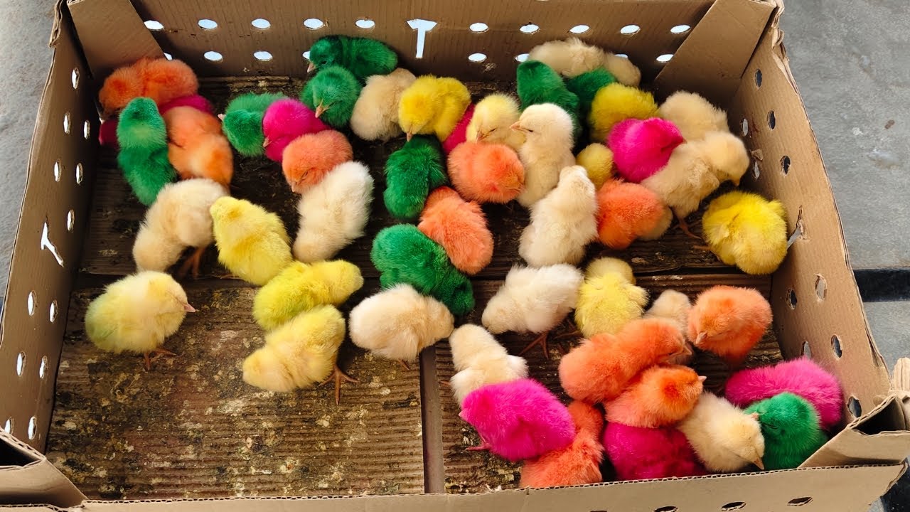 Colourful Chicks Lane Gaye  Hyderabad 🐥🥰