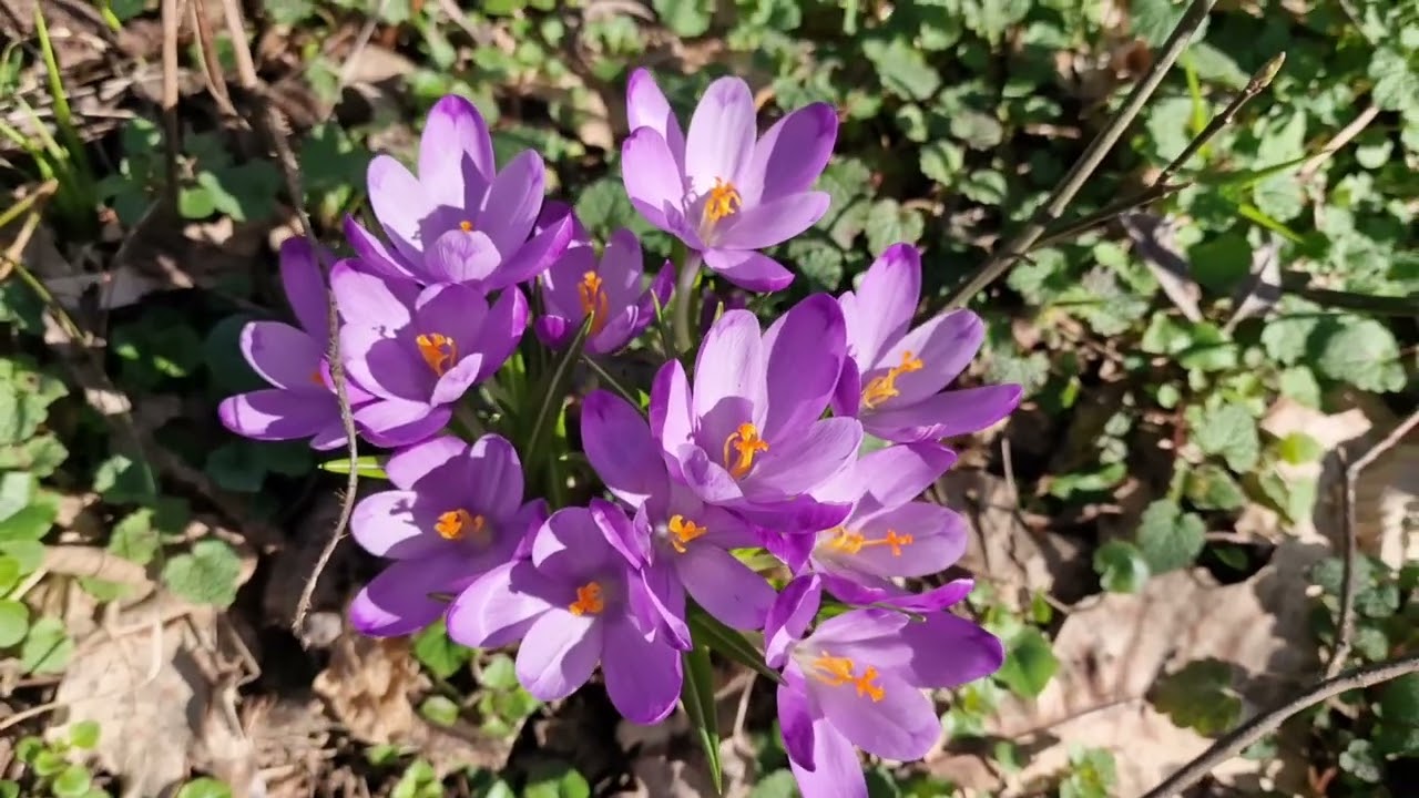 💜Primul picnic din 2026 la brândușe 💜 #spring #springflowers #primavara #piknic 