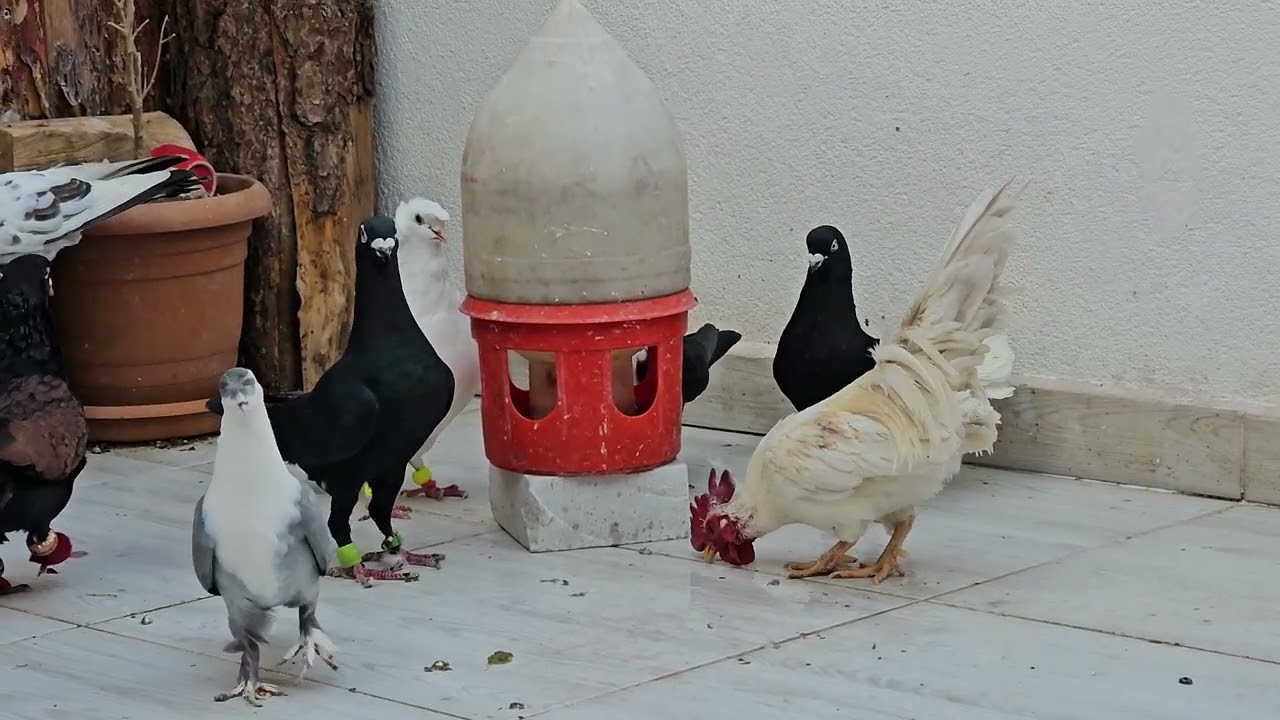 Güvercinler güzel uçtular