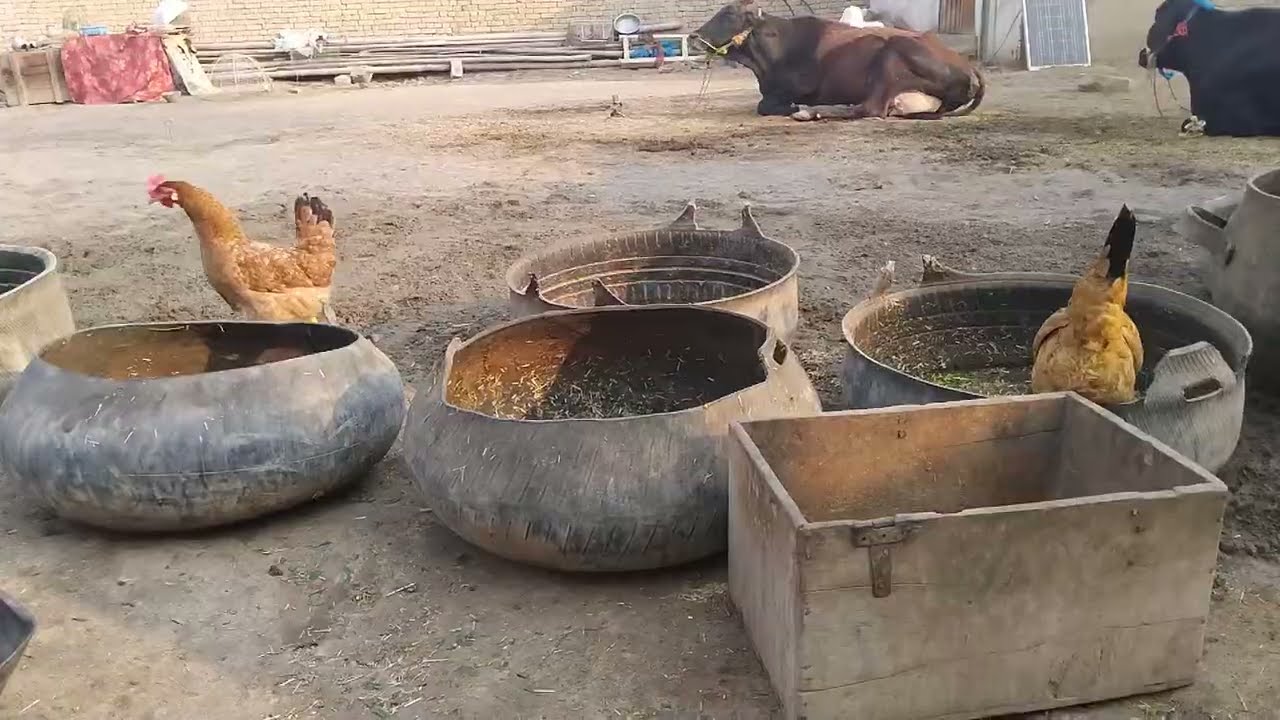 Happy Village Chickens Morning Fun Running Playing, Feeding  Drinking Water  Cute Farm Life Moments