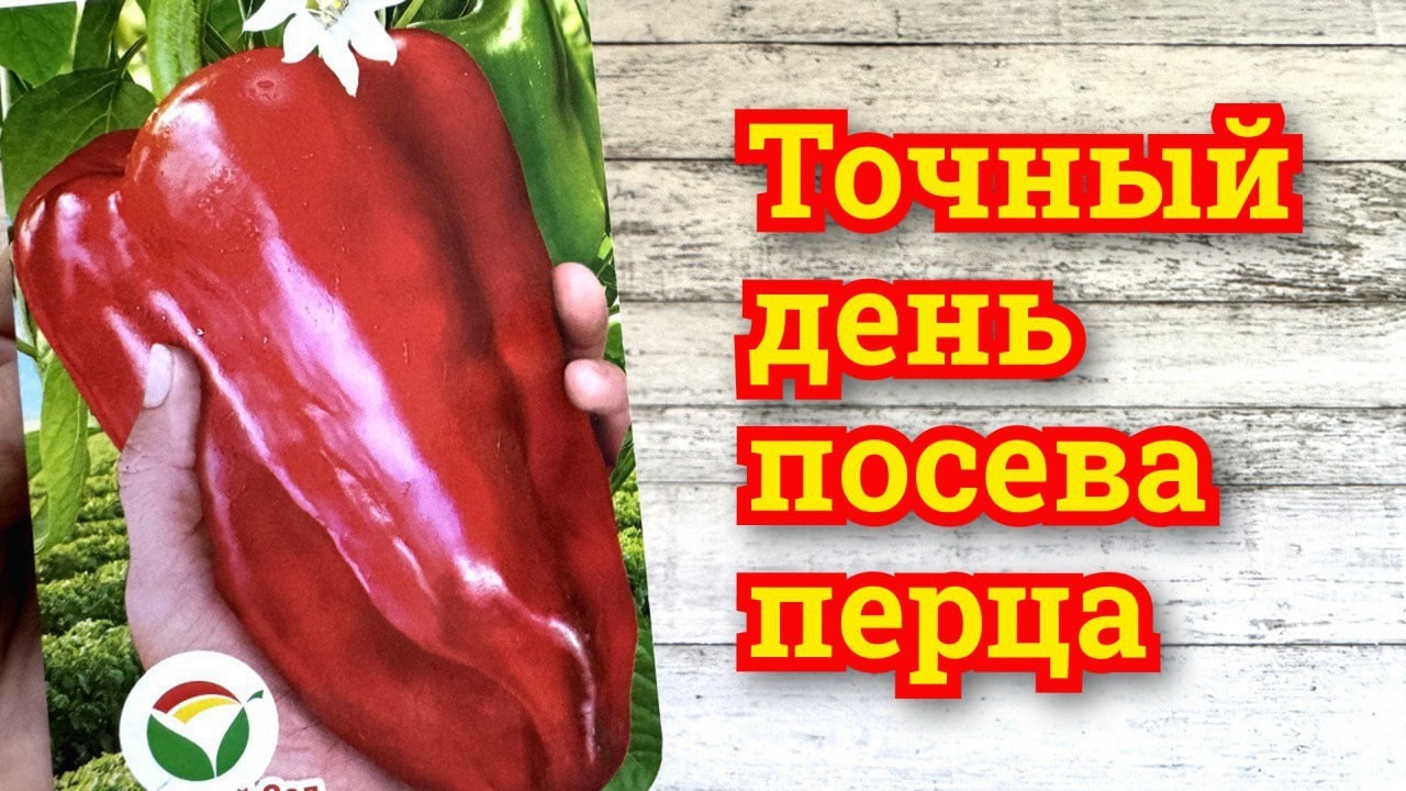 Когда СЕЯТЬ ПЕРЕЦ на рассаду в 2026 году, самые благоприятные дни