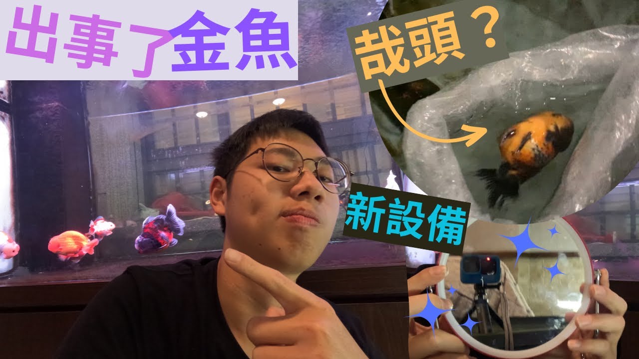 金魚生病了 整隻翻過來！是哉頭嗎？ 治療過程大公開！！#金魚 #教學 #飼養