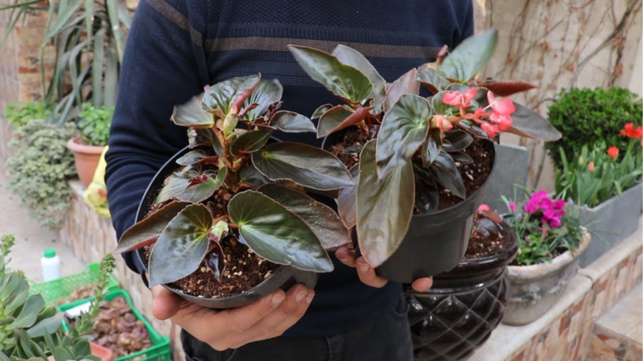 (red angel wing begonia) زراعة مجموعة اشتال بيجونيا