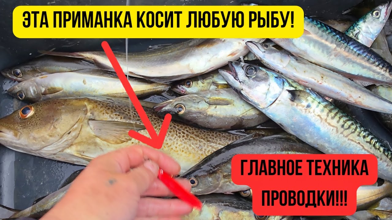 Ты всегда будешь с уловом ! Если освоиш эту технику ловли Рыбалка в Норвегии 2025 делюсь опытом 😎✌️🎣