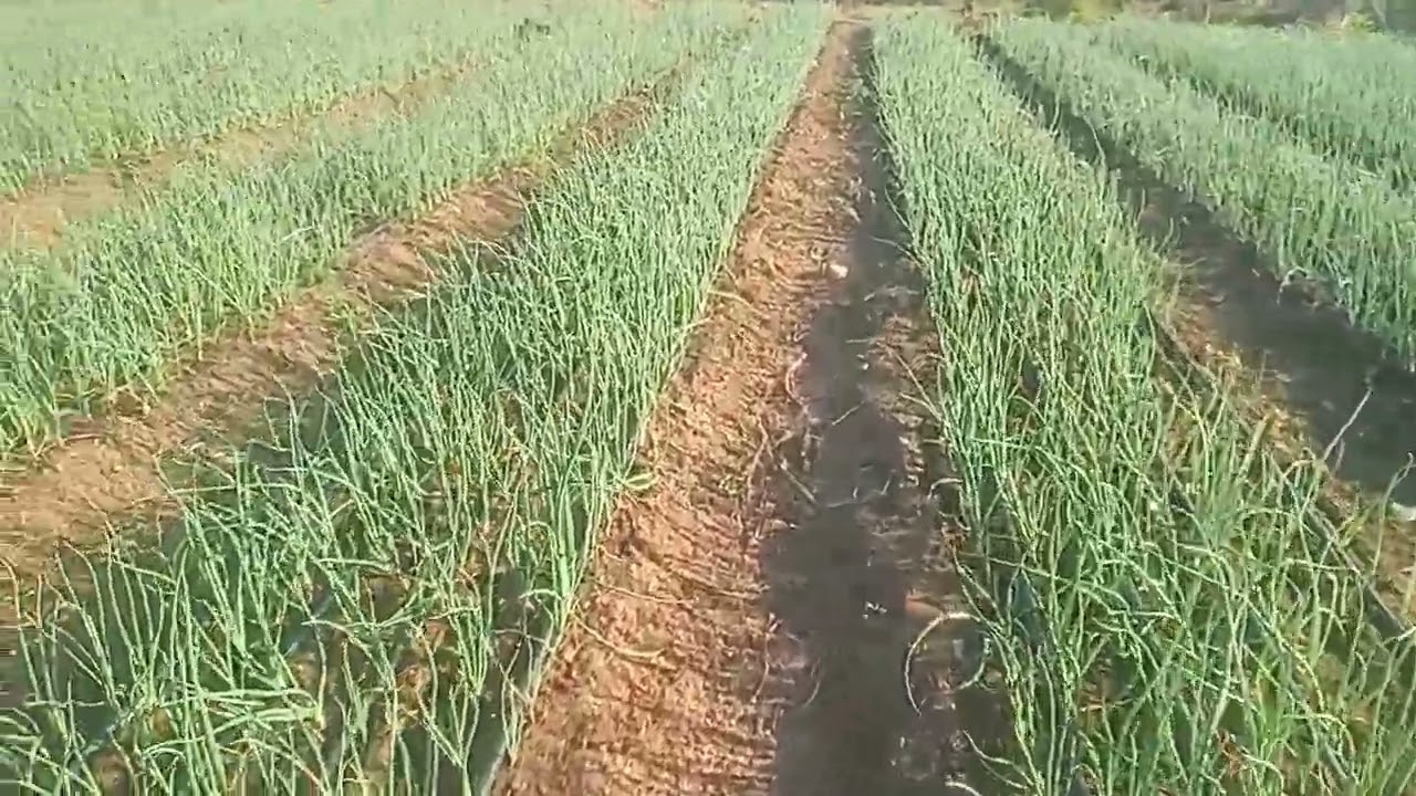 Этапы выращивания лука