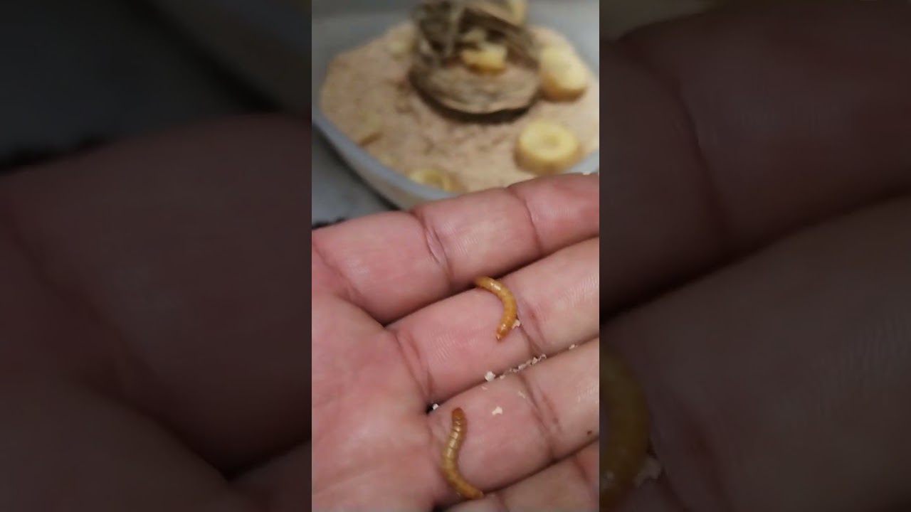 شرح عن غذاء الفراخ البلابل