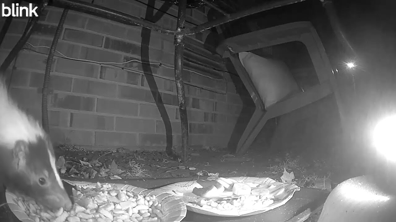 Wildlife Watch: Footie's Second Visit of the Night