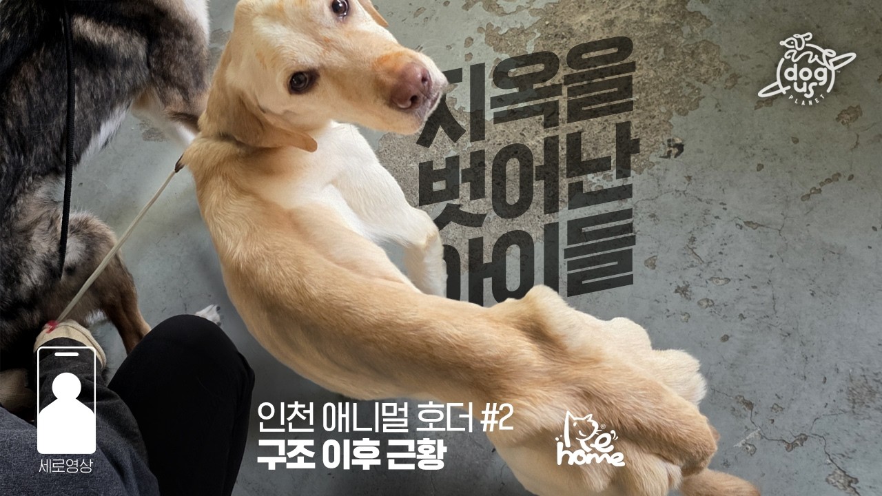 [2편] 인천 애니멀 호더 참혹한 현장에서 구조, 그 후의 이야기… 회복의 시간