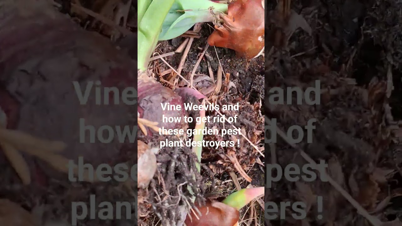 How to get rid of Vine Weevil Beetles  & save your plants #gardenpest #vineweevil gardening #plants