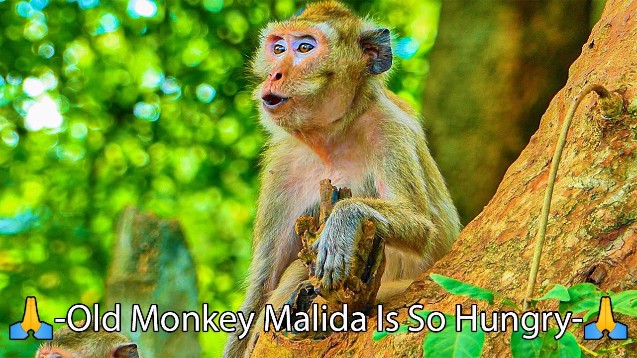 🙏-Thank you for giving fruit to the old monkey Malida, She is so hungry.