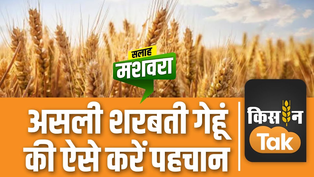 Sharbati Wheat: इस आसान तरीके से करें असली शरबती गेहूं की पहचान | Kisan Tak