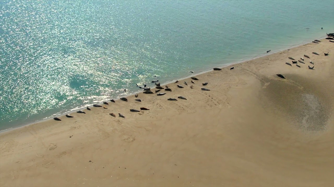 Zeehonden Renesse 2021   4K