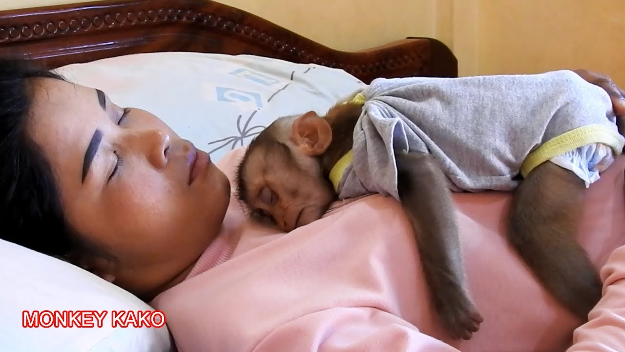Sweet Dream!! Baby Monkey KAKO Sleeping Very Well On Lovely Mama