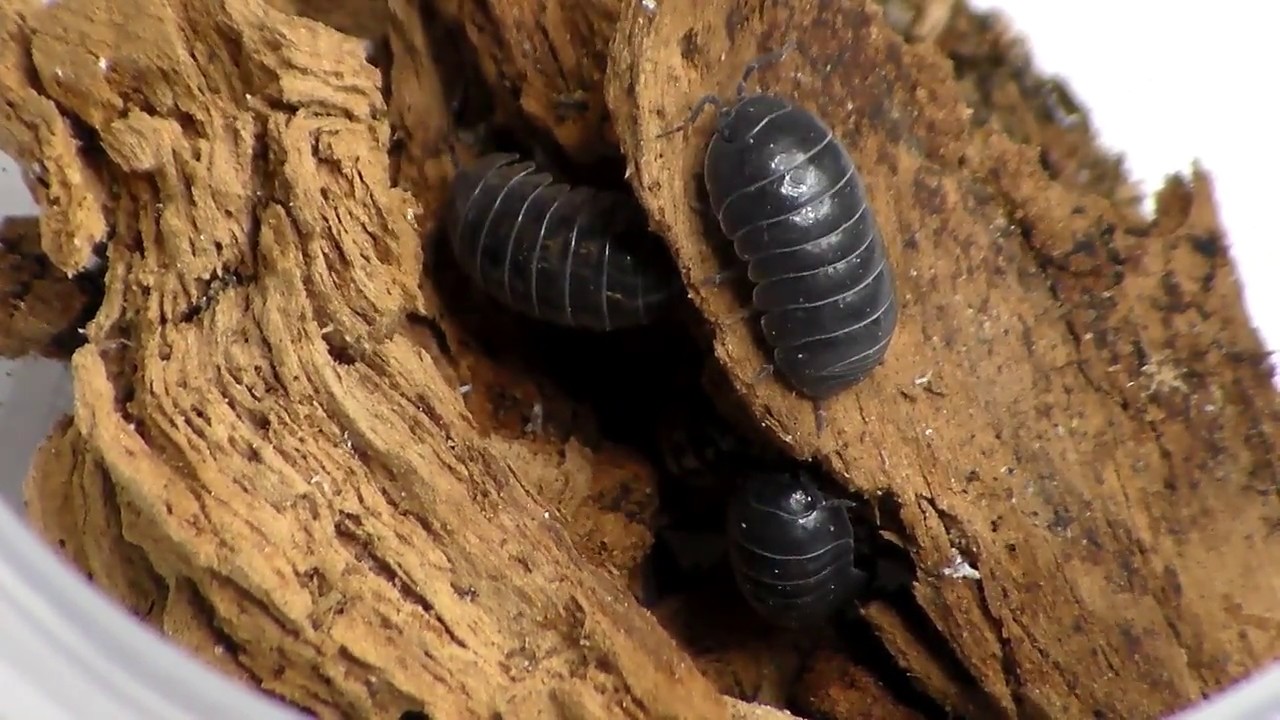 Collecting Some Isopods