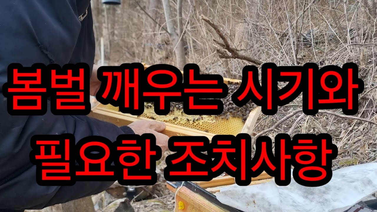 봄벌은 언제, 어떻게 깨워야 하나. #토종벌 #봄벌깨우기