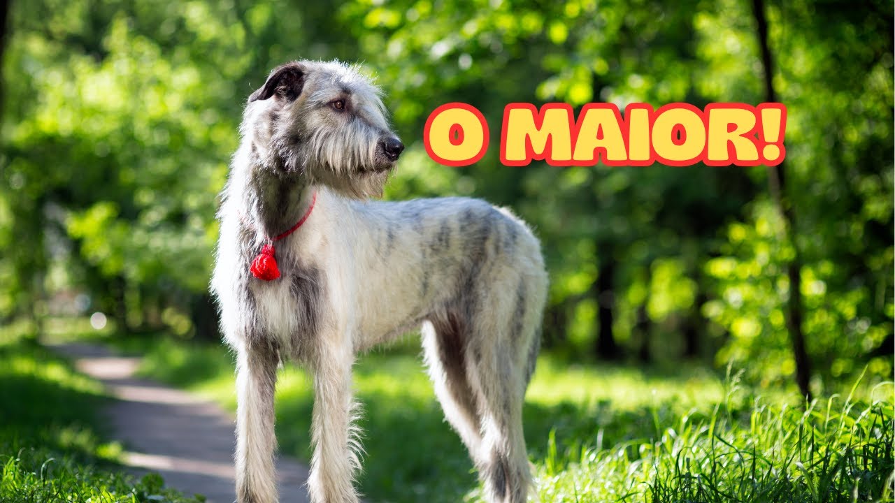 Tudo sobre o Galgo Irlandês, o MAIOR galgo do MUNDO!