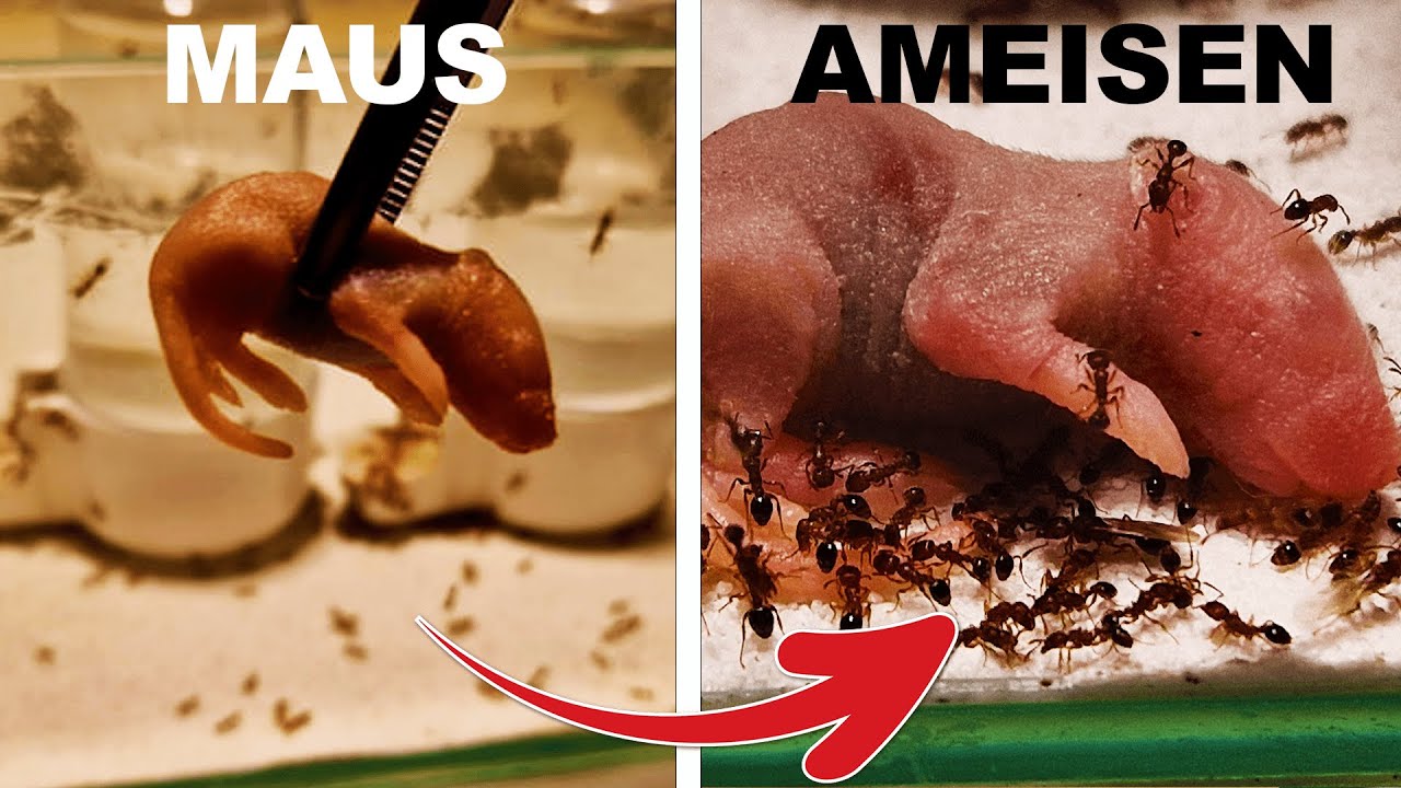 Ich gab meinen Ameisen eine Maus - Erstaunliches Experiment mit einer Riesenkolonie! 🐜