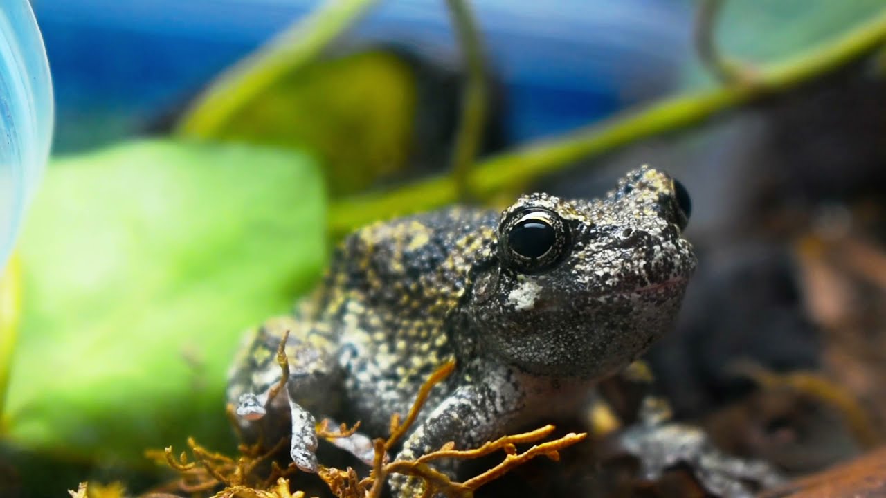 Gray Tree Frog Care: Meet Bane The Hunter