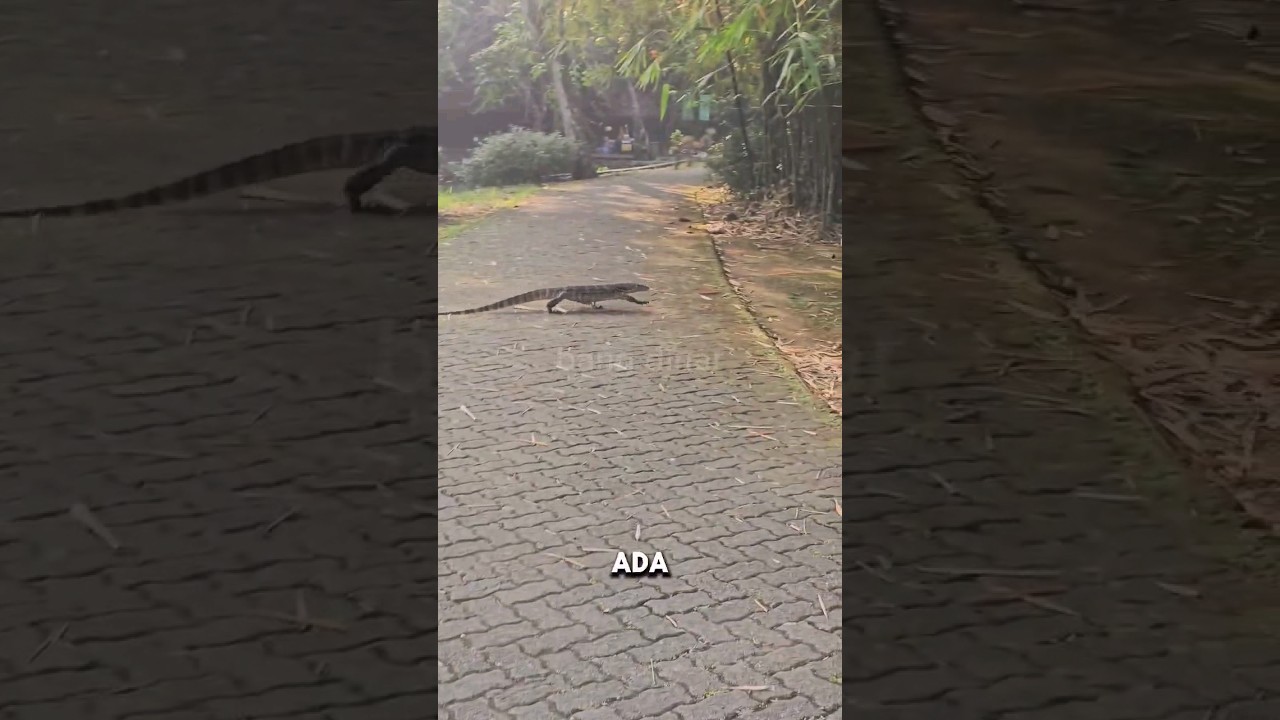 HAMPIR NABRAK BIAWAK DI RAGUNAN‼️ #shorts