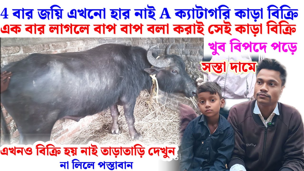 4 বার লাগে এখনো হার নাই A ক্যাটাগরি কাড়া বিক্রি সস্তা দামে তাড়াতাড়ি দেখুন 