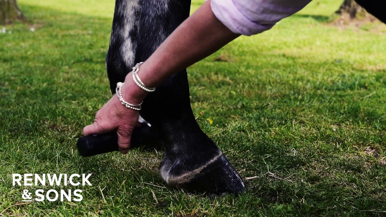 How To Trim Your Horse's Legs The Professional Way