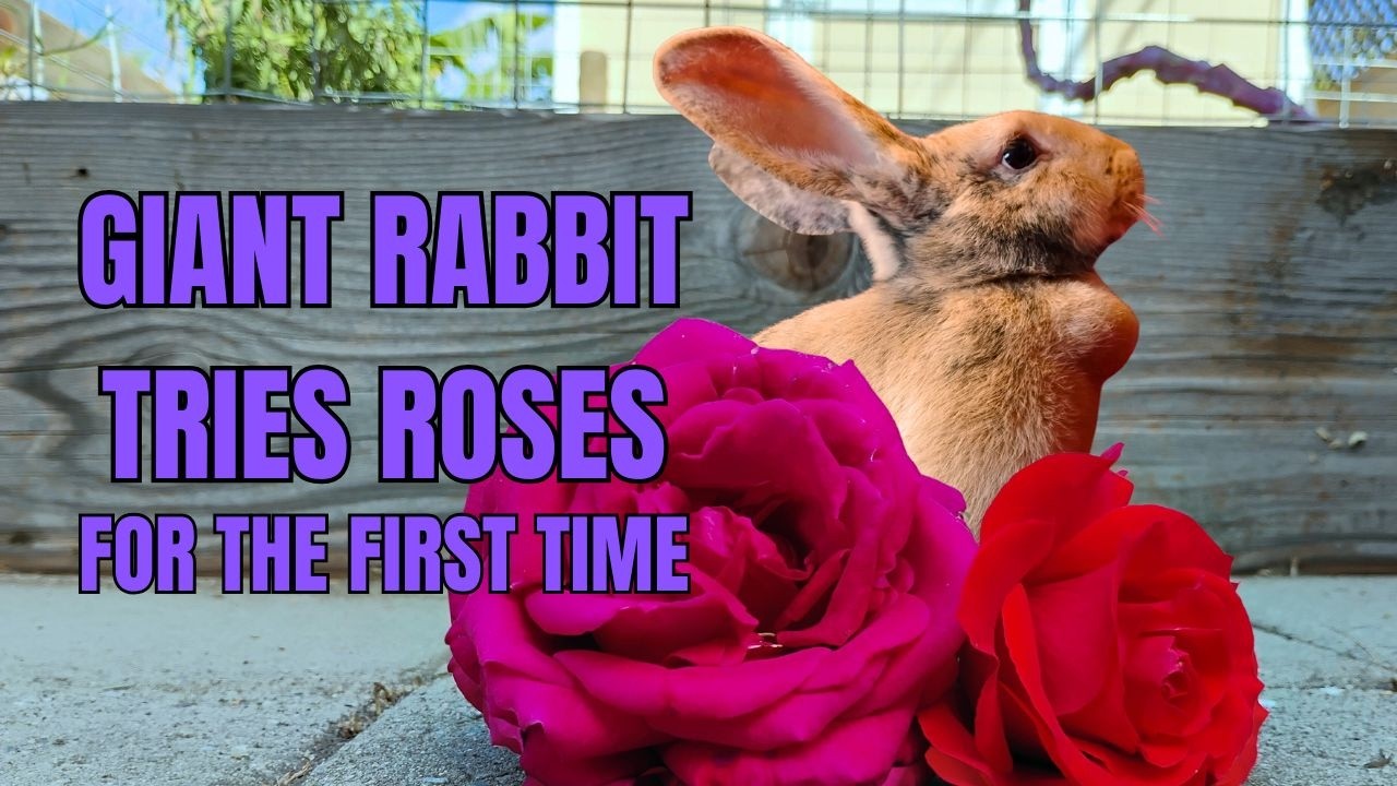 Giant Rabbit tries roses for the first time #rabbit #bunny #bigrabbit #cutepets #pets #giantrabbit