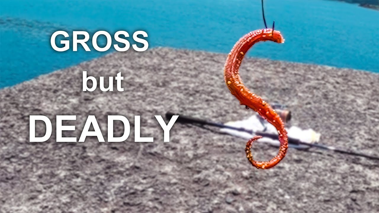 Why Japanese Anglers Love This 