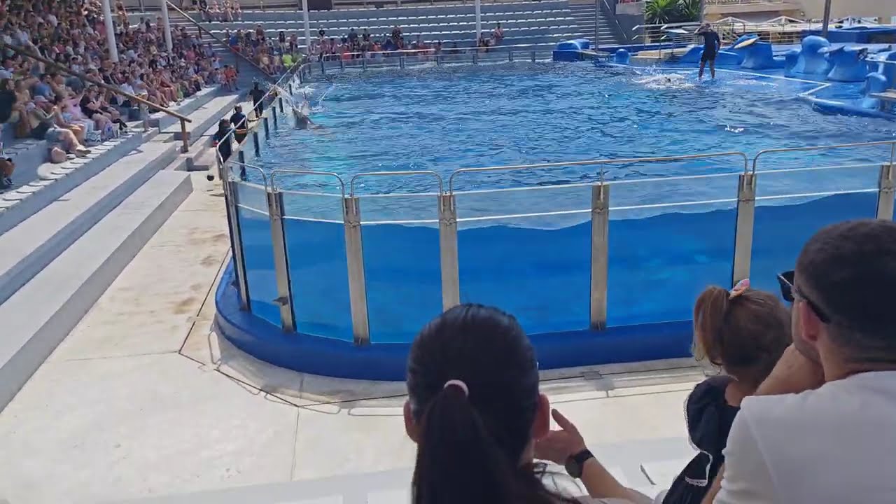 Marineland Mallorca dolphin show 4k 60fps video