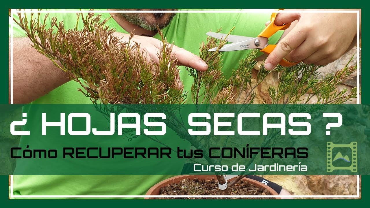 PODA de 💚 RECUPERACIÓN en Coníferas, cipreses 🌳 [Capítulo 42] Curso básico de Jardinería 2021 | LdN