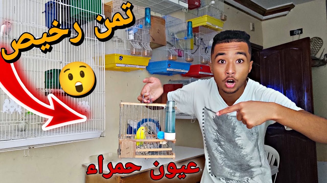 اشتريت انتى بادجي لاتينو ( عين حمراء ) 😯🔥 بتمن جد مناسب 💵😋