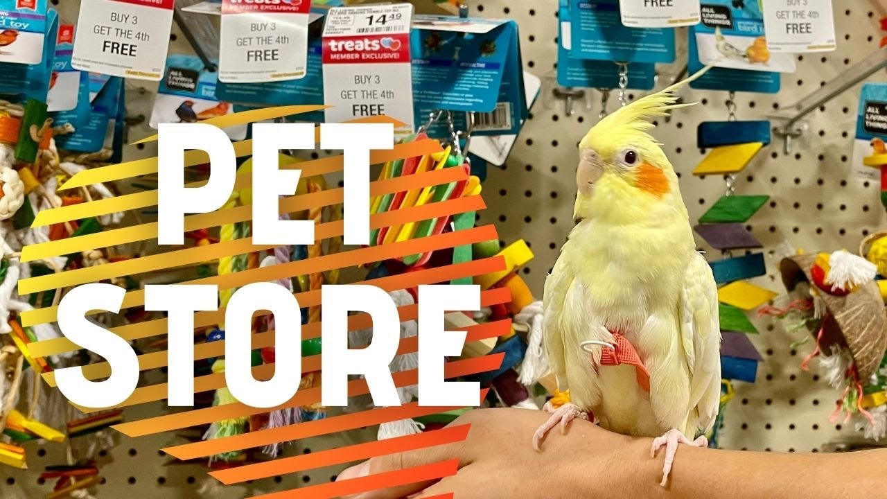 Taking my Bird to the Pet Store for a Toy